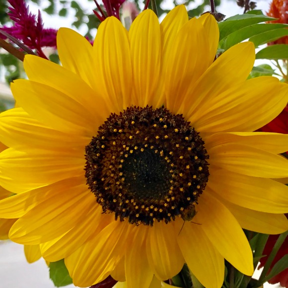 Meet your Posher, Frances - Picture 1 of 1